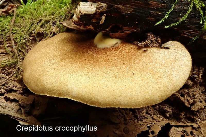 Crepidotus crocophyllus-amf717-1.jpg - Crepidotus crocophyllus ; Nom français: Crépidote à lames jaunes